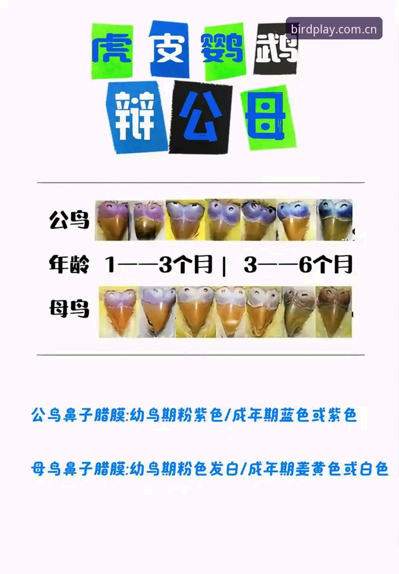 5个关键点解读小鸟注册对比，帮你快速搞懂哪个版本更适合你